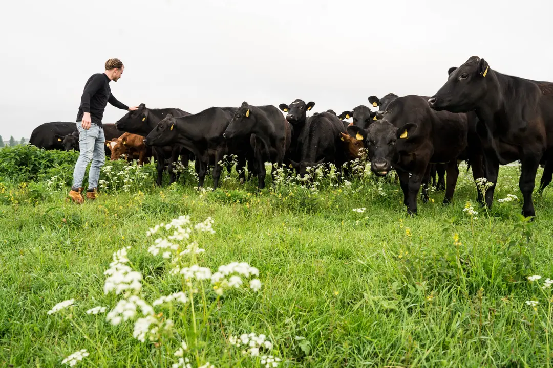 Arnhem Angus koeienweide