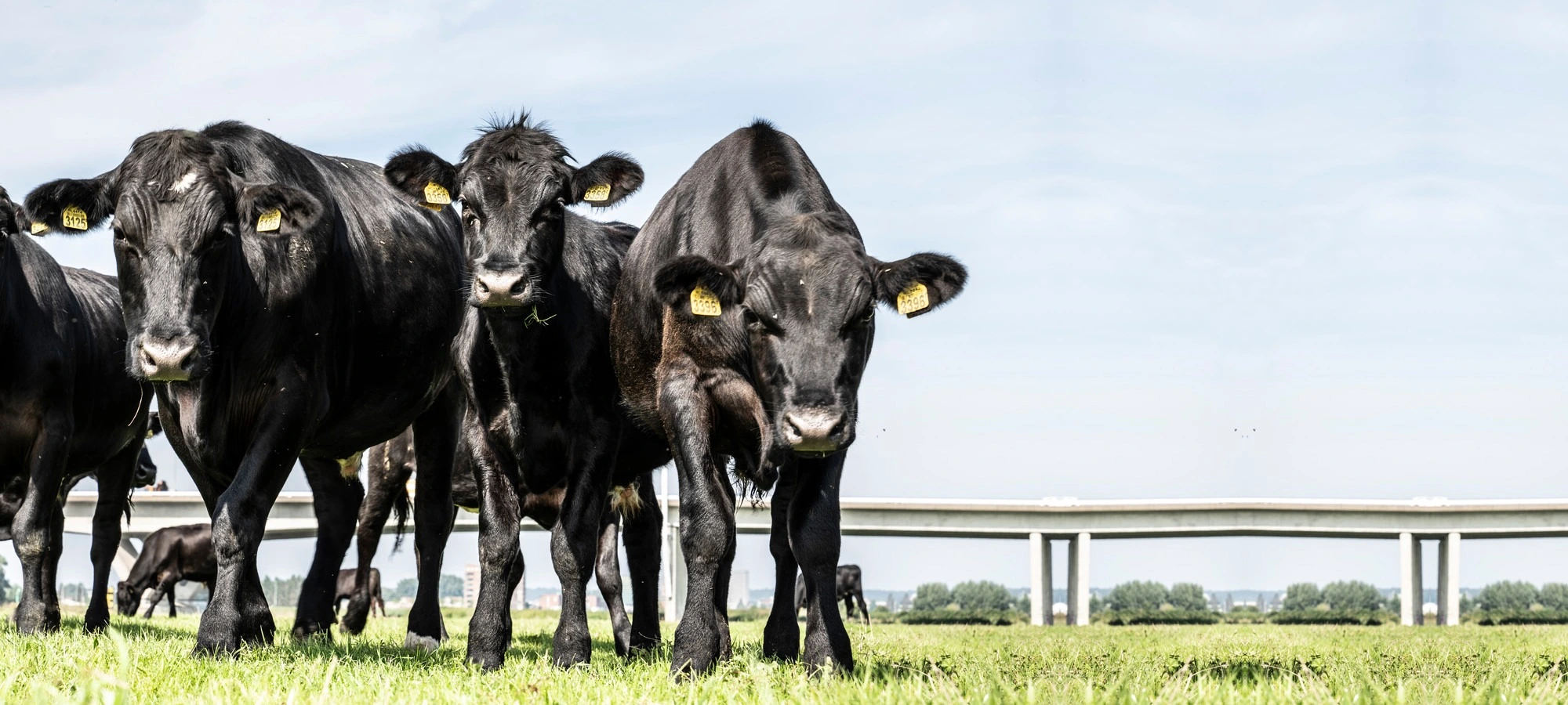 Arnhem Angus