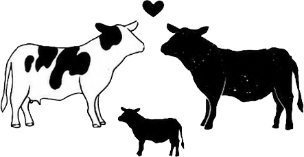 Een melkkoe, een Black Angus stier en een kalf